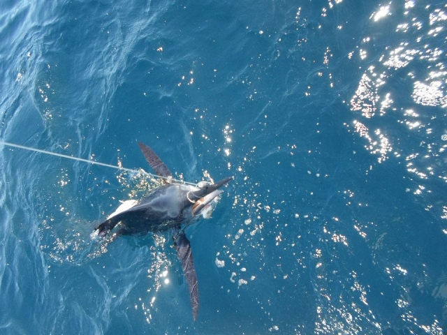  Sport fishing 